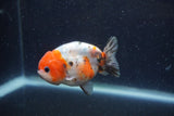 Juvenile Ranchu  Calico 3 Inch (ID#1224R9b-53) Free2Day SHIPPING