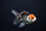 Juvenile Thai Oranda  Tricolor 4 Inch (ID#1112To13b-87) Free2Day SHIPPING