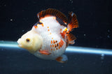 Ryukin  Tricolor 4 Inch (ID#404Ry1a-110) Free2Day SHIPPING
