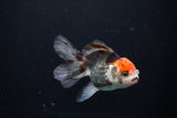 Juvenile Thai Oranda  Tricolor 4 Inch (ID#1112To13b-87) Free2Day SHIPPING