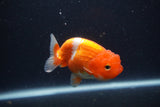 Juvenile Lionchu  Red White 3.5 Inch (ID#1231R11a-11) Free2Day SHIPPING