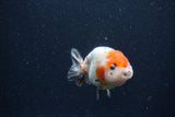 Juvenile Ranchu  Calico 3 Inch (ID#1224R9b-53) Free2Day SHIPPING