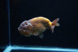 Ranchu  Lavender 3.5 Inch (ID#224R8c-55) Free2Day SHIPPING