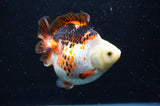 Ryukin  Tricolor 4 Inch (ID#404Ry1a-110) Free2Day SHIPPING