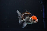 Juvenile Thai Oranda  Tricolor 4 Inch (ID#1112To13b-87) Free2Day SHIPPING