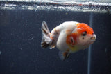 Juvenile Ranchu  Calico 3 Inch (ID#1224R9b-53) Free2Day SHIPPING