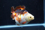 Ryukin  Tricolor 4 Inch (ID#404Ry1a-110) Free2Day SHIPPING