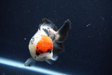 Short Body Thai Oranda  Tricolor 4.5 Inch (ID#1008To14a-42) Free2Day SHIPPING