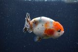 Juvenile Ranchu  Calico 3 Inch (ID#1224R9b-53) Free2Day SHIPPING