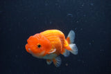 Juvenile Lionchu  Red White 3.5 Inch (ID#1231R11a-11) Free2Day SHIPPING