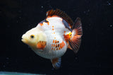 Ryukin  Tricolor 4 Inch (ID#404Ry1a-110) Free2Day SHIPPING