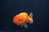 Juvenile Lionchu  Red White 3.5 Inch (ID#1231R11a-11) Free2Day SHIPPING