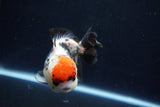 Short Body Thai Oranda  Tricolor 4.5 Inch (ID#1008To14a-42) Free2Day SHIPPING