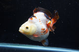 Ryukin  Tricolor 4 Inch (ID#404Ry1a-110) Free2Day SHIPPING
