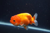 Juvenile Lionchu  Red White 3.5 Inch (ID#1231R11a-11) Free2Day SHIPPING