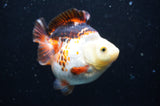 Ryukin  Tricolor 4 Inch (ID#404Ry1a-110) Free2Day SHIPPING