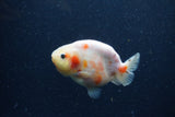 Juvenile Ranchu  Calico 3.5 Inch (ID#1224R9b-54) Free2Day SHIPPING