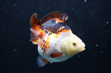 Ryukin  Tricolor 4 Inch (ID#404Ry1a-110) Free2Day SHIPPING