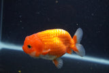 Juvenile Lionchu  Red White 3.5 Inch (ID#1231R11a-11) Free2Day SHIPPING