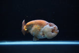 Ranchu  Lavender 4 Inch (ID#224R8c-56) Free2Day SHIPPING