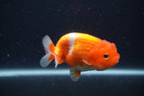 Juvenile Lionchu  Red White 3.5 Inch (ID#1231R11a-11) Free2Day SHIPPING