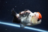 Short Body Thai Oranda  Tricolor 4.5 Inch (ID#1008To14a-42) Free2Day SHIPPING