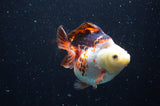 Ryukin  Tricolor 4 Inch (ID#404Ry1a-110) Free2Day SHIPPING
