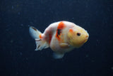 Juvenile Ranchu  Calico 3.5 Inch (ID#1224R9b-54) Free2Day SHIPPING