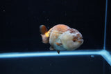 Ranchu  Lavender 4 Inch (ID#224R8c-56) Free2Day SHIPPING