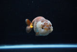 Ranchu  Lavender 4 Inch (ID#224R8c-56) Free2Day SHIPPING
