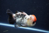 Short Body Thai Oranda  Tricolor 4.5 Inch (ID#1008To14a-42) Free2Day SHIPPING