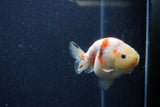 Juvenile Ranchu  Calico 3.5 Inch (ID#1224R9b-54) Free2Day SHIPPING