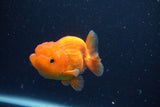 Juvenile Lionchu  Red White 3.5 Inch (ID#1231R11a-12) Free2Day SHIPPING