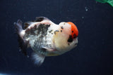 Short Body Thai Oranda  Tricolor 4.5 Inch (ID#1008To14a-42) Free2Day SHIPPING