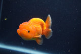 Juvenile Lionchu  Red White 3.5 Inch (ID#1231R11a-12) Free2Day SHIPPING