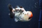 Short Body Thai Oranda  Tricolor 4.5 Inch (ID#1008To14a-42) Free2Day SHIPPING