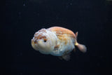 Ranchu  Lavender 4 Inch (ID#224R8c-56) Free2Day SHIPPING