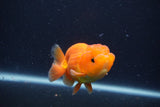 Juvenile Lionchu  Red White 3.5 Inch (ID#1231R11a-12) Free2Day SHIPPING