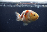 Juvenile Ranchu  Calico 3.5 Inch (ID#1224R9b-54) Free2Day SHIPPING