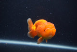 Juvenile Lionchu  Red White 3.5 Inch (ID#1231R11a-12) Free2Day SHIPPING