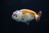 Ranchu  Lavender 4 Inch (ID#224R8c-56) Free2Day SHIPPING