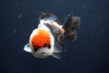 Short Body Thai Oranda  Tricolor 4.5 Inch (ID#1008To14a-42) Free2Day SHIPPING