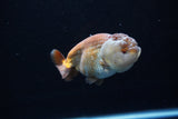 Ranchu  Lavender 4 Inch (ID#224R8c-56) Free2Day SHIPPING