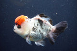 Short Body Thai Oranda  Tricolor 4.5 Inch (ID#1008To14a-42) Free2Day SHIPPING