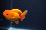 Juvenile Lionchu  Red White 3.5 Inch (ID#1231R11a-12) Free2Day SHIPPING