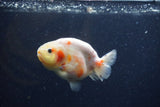 Juvenile Ranchu  Calico 3.5 Inch (ID#1224R9b-54) Free2Day SHIPPING