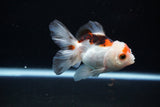 Juvenile Thai Oranda  Tricolor 3.5 Inch (ID#1112To13b-89) Free2Day SHIPPING