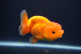 Juvenile Lionchu  Red White 3.5 Inch (ID#1231R11a-12) Free2Day SHIPPING