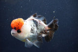 Short Body Thai Oranda  Tricolor 4.5 Inch (ID#1008To14a-42) Free2Day SHIPPING