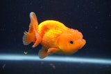 Juvenile Lionchu  Red White 3.5 Inch (ID#1231R11a-12) Free2Day SHIPPING